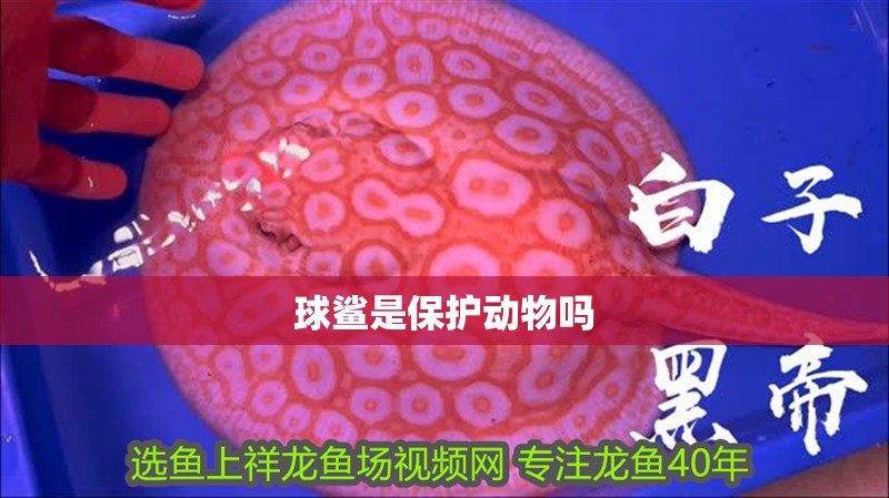 球鯊是保護動物嗎