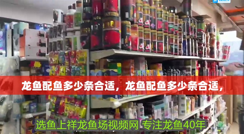 虎魚天天黑來點赤瞳黃金 龍魚配魚多少條合適,龍魚配魚多少條合適, 龍魚百科 龍魚配魚多少條合適,龍魚配魚多少條合適, 龍魚配魚多少條合適,龍魚配魚多少條合適, 龍魚百科