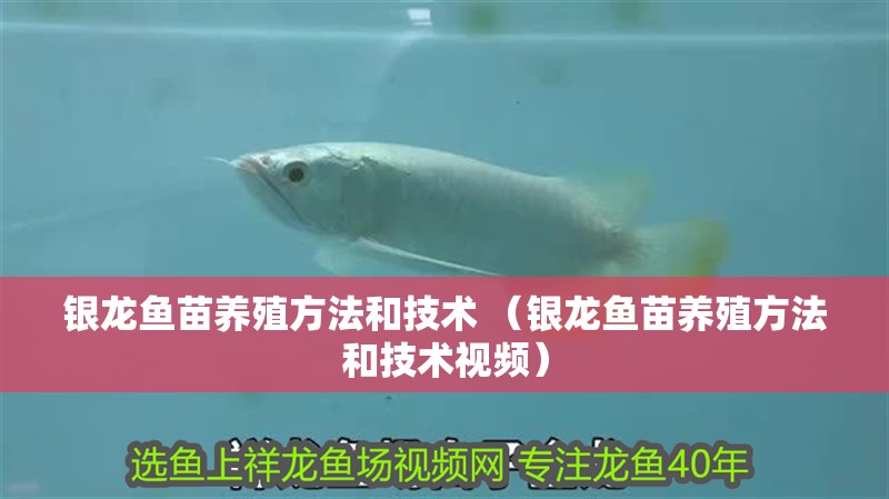 銀龍魚苗養殖方法和技術 （銀龍魚苗養殖方法和技術視頻）