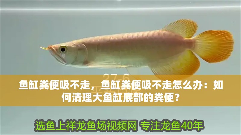 魚缸糞便吸不走，魚缸糞便吸不走怎么辦：如何清理大魚缸底部的糞便？