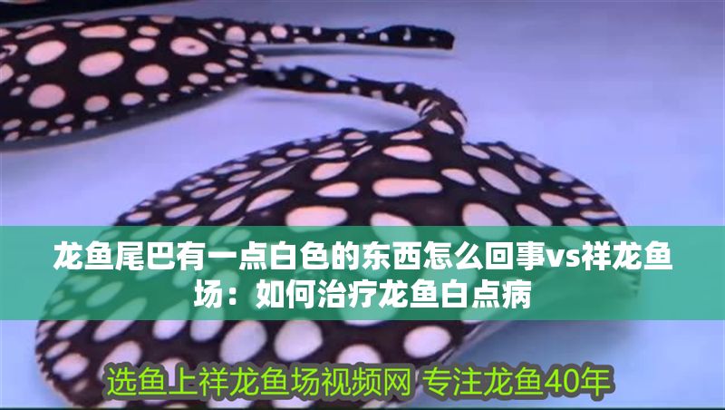 龍魚尾巴有一點白色的東西怎么回事vs祥龍魚場：如何治療龍魚白點病