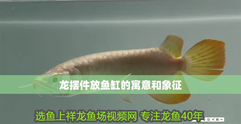 龍擺件放魚缸的寓意和象征
