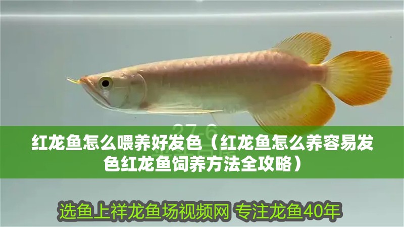 紅龍魚怎么喂養好發色（紅龍魚怎么養容易發色紅龍魚飼養方法全攻略）