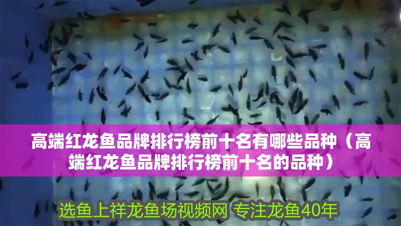 高端紅龍魚品牌排行榜前十名有哪些品種（高端紅龍魚品牌排行榜前十名的品種）
