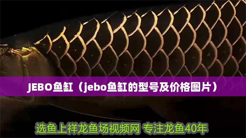 JEBO魚缸（jebo魚缸的型號及價格圖片）