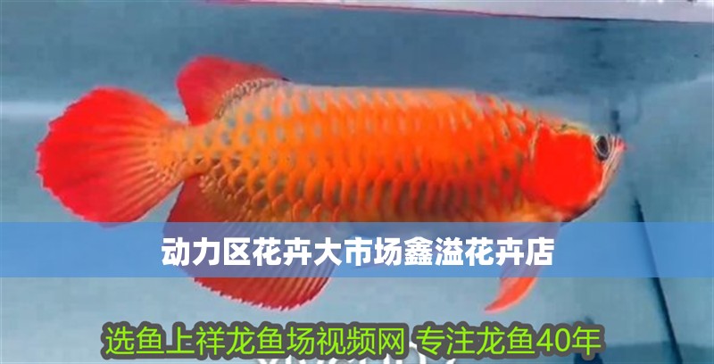 動力區花卉大市場鑫溢花卉店