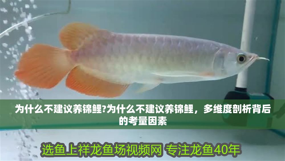 為什么不建議養錦鯉?為什么不建議養錦鯉，多維度剖析背后的考量因素