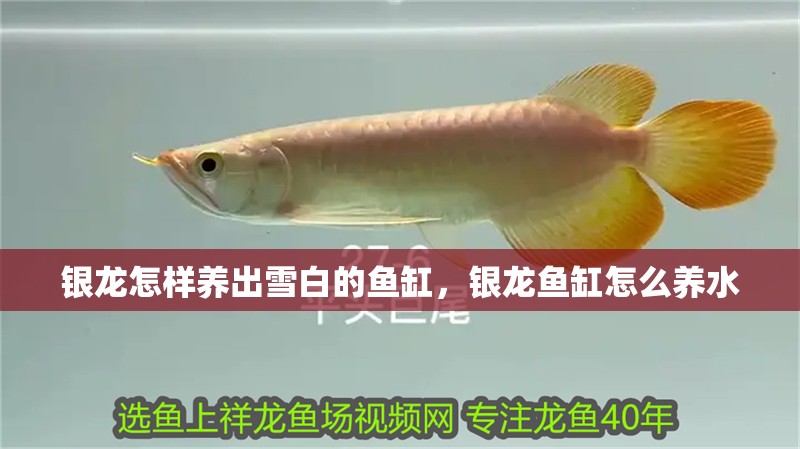 銀龍怎樣養出雪白的魚缸，銀龍魚缸怎么養水