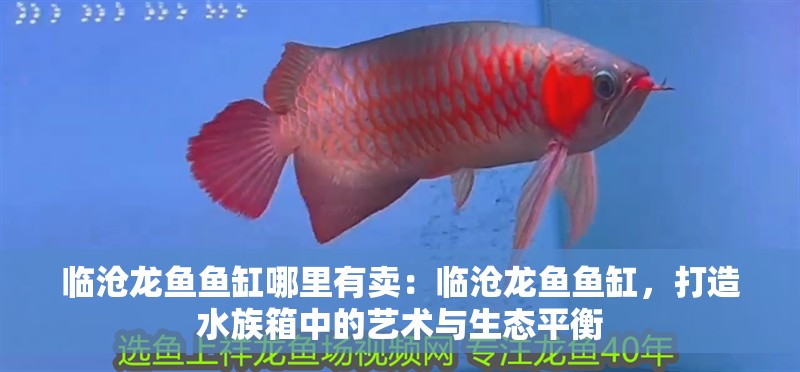 臨滄龍魚魚缸哪里有賣：臨滄龍魚魚缸，打造水族箱中的藝術與生態平衡