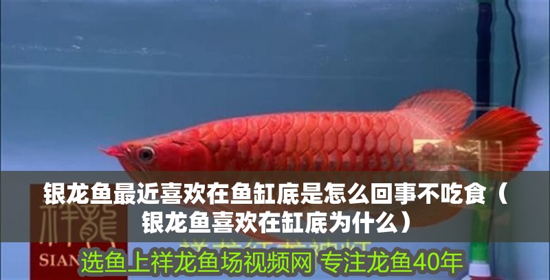 銀龍魚最近喜歡在魚缸底是怎么回事不吃食（銀龍魚喜歡在缸底為什么）