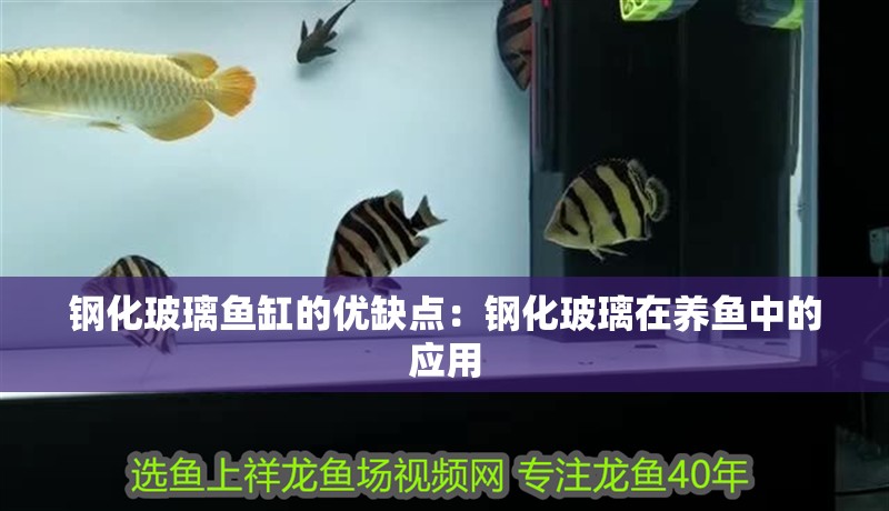 鋼化玻璃魚缸的優缺點：鋼化玻璃在養魚中的應用