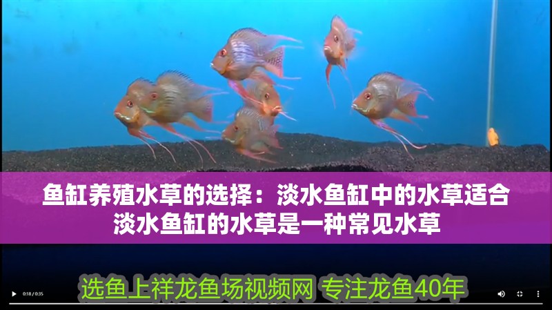 魚缸養殖水草的選擇：淡水魚缸中的水草適合淡水魚缸的水草是一種常見水草