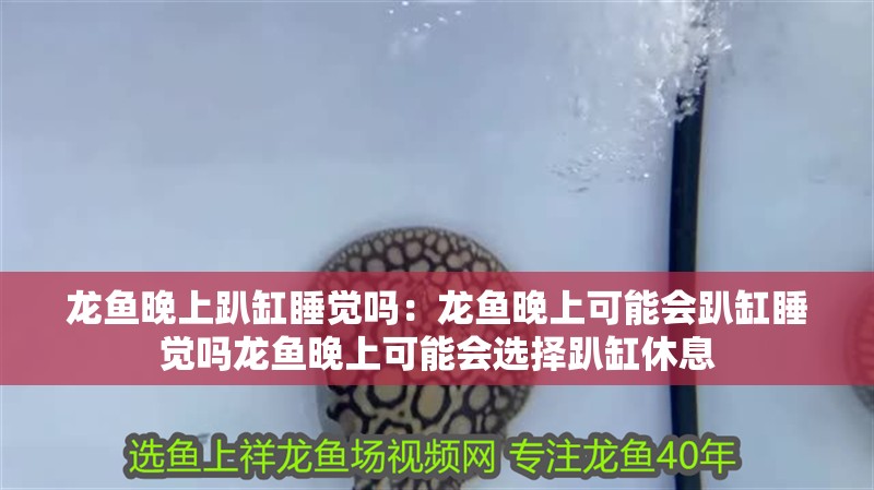 龍魚晚上趴缸睡覺嗎：龍魚晚上可能會趴缸睡覺嗎龍魚晚上可能會選擇趴缸休息
