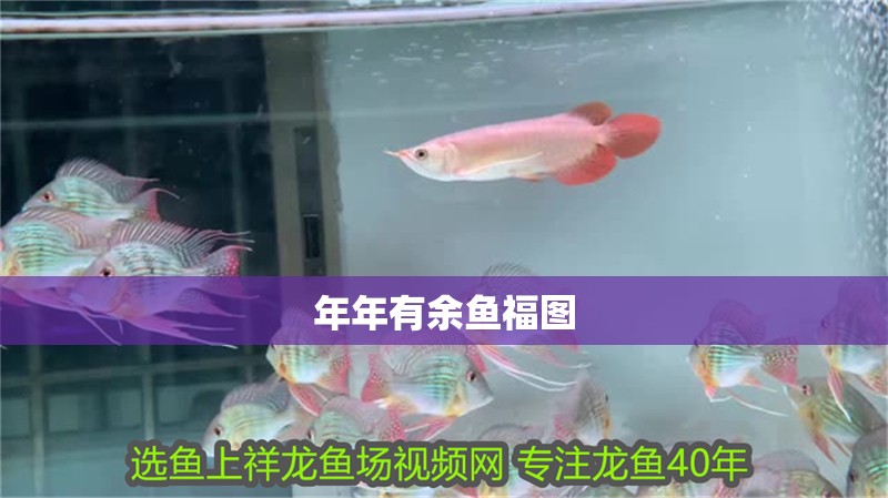 年年有余魚福圖