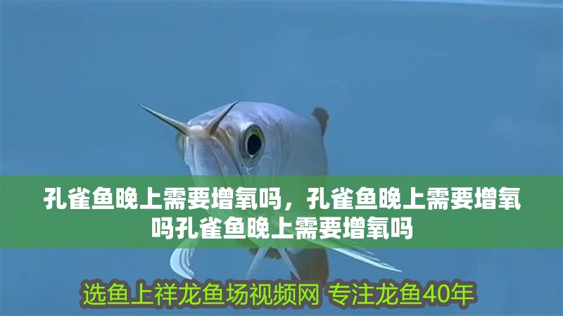 孔雀魚晚上需要增氧嗎，孔雀魚晚上需要增氧嗎孔雀魚晚上需要增氧嗎