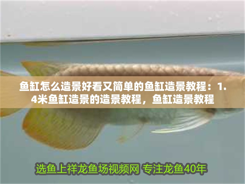 魚缸怎么造景好看又簡單的魚缸造景教程：1.4米魚缸造景的造景教程，魚缸造景教程