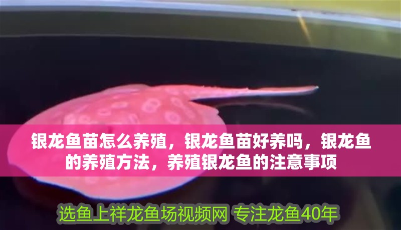 銀龍魚苗怎么養(yǎng)殖，銀龍魚苗好養(yǎng)嗎，銀龍魚的養(yǎng)殖方法，養(yǎng)殖銀龍魚的注意事項