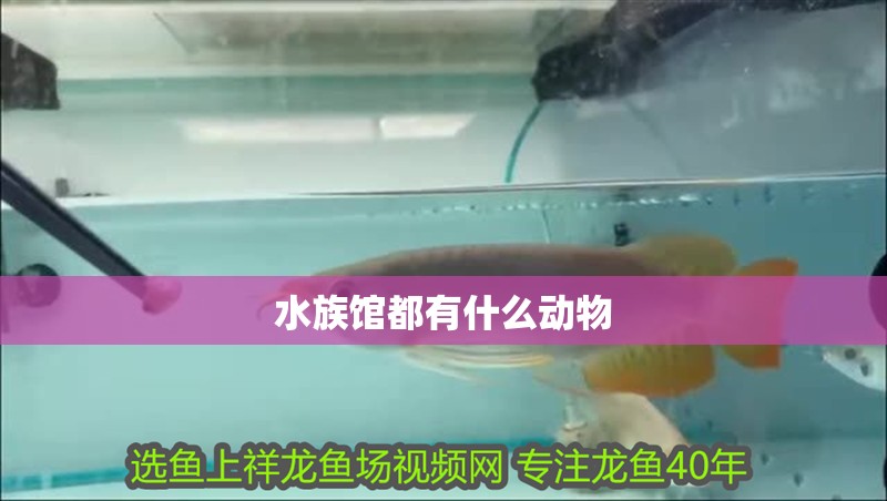水族館都有什么動物 水族館都有什么動物 龍魚論壇