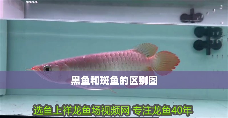 黑魚和斑魚的區別圖