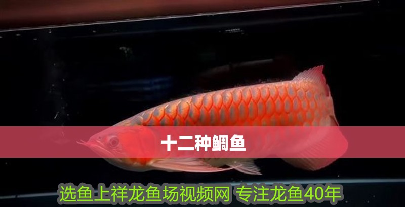 十二種鯛魚
