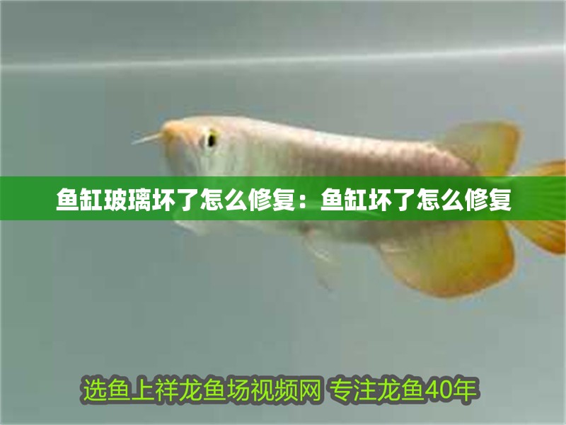魚缸玻璃壞了怎么修復：魚缸壞了怎么修復