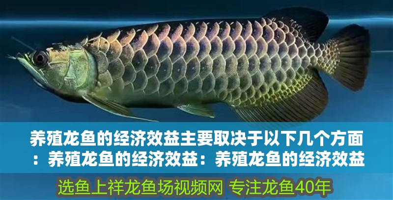 養(yǎng)殖龍魚的經(jīng)濟(jì)效益主要取決于以下幾個(gè)方面：養(yǎng)殖龍魚的經(jīng)濟(jì)效益：養(yǎng)殖龍魚的經(jīng)濟(jì)效益