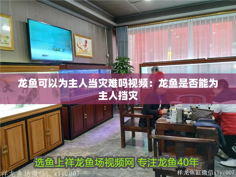 龍魚可以為主人當災難嗎視頻：龍魚是否能為主人擋災