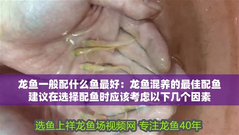 龍魚一般配什么魚最好：龍魚混養的最佳配魚建議在選擇配魚時應該考慮以下幾個因素