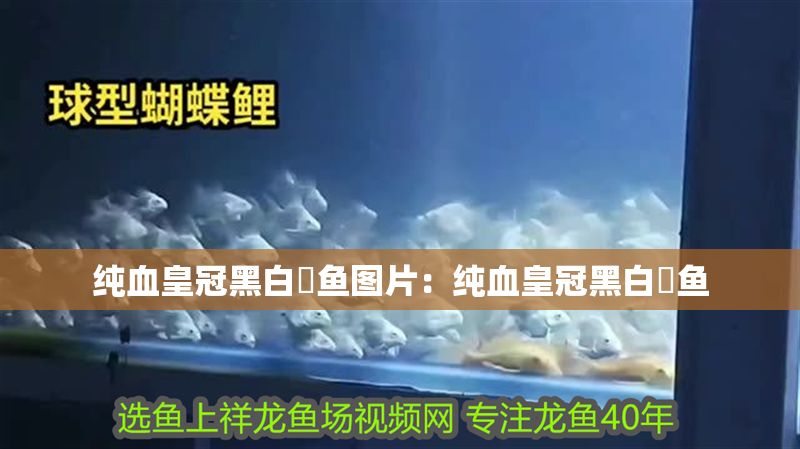 純血皇冠黑白魟魚圖片：純血皇冠黑白魟魚