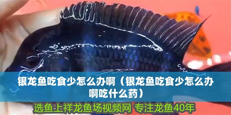銀龍魚吃食少怎么辦啊（銀龍魚吃食少怎么辦啊吃什么藥）