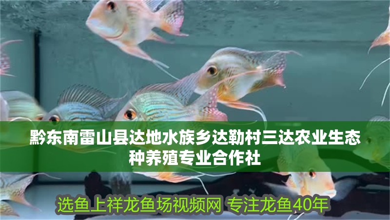 黔東南雷山縣達(dá)地水族鄉(xiāng)達(dá)勒村三達(dá)農(nóng)業(yè)生態(tài)種養(yǎng)殖專業(yè)合作社