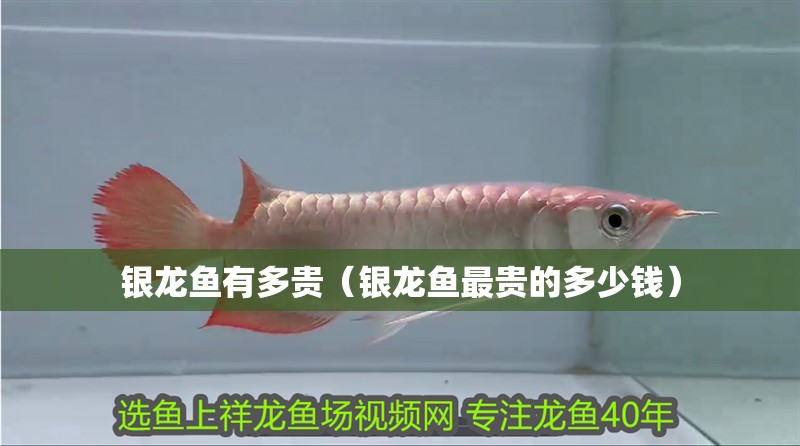 銀龍魚有多貴（銀龍魚最貴的多少錢）