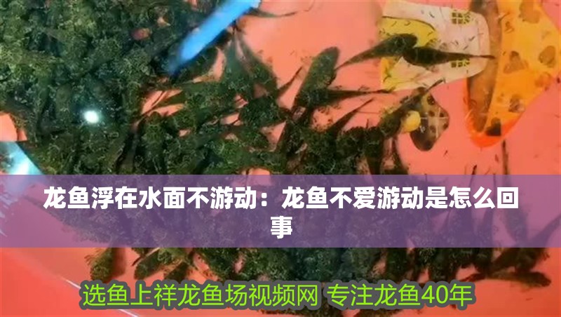 龍魚浮在水面不游動：龍魚不愛游動是怎么回事 龍魚浮在水面不游動：龍魚不愛游動是怎么回事 龍魚百科