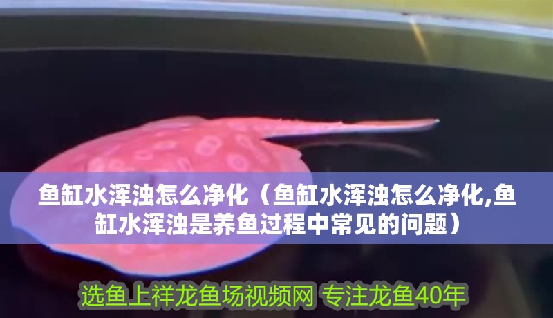 魚缸水渾濁怎么凈化（魚缸水渾濁怎么凈化,魚缸水渾濁是養魚過程中常見的問題）