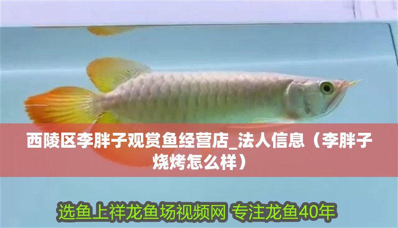 西陵區(qū)李胖子觀賞魚經(jīng)營店_法人信息（李胖子燒烤怎么樣）