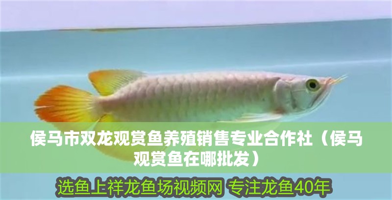 侯馬市雙龍觀賞魚養殖銷售專業合作社（侯馬觀賞魚在哪批發）