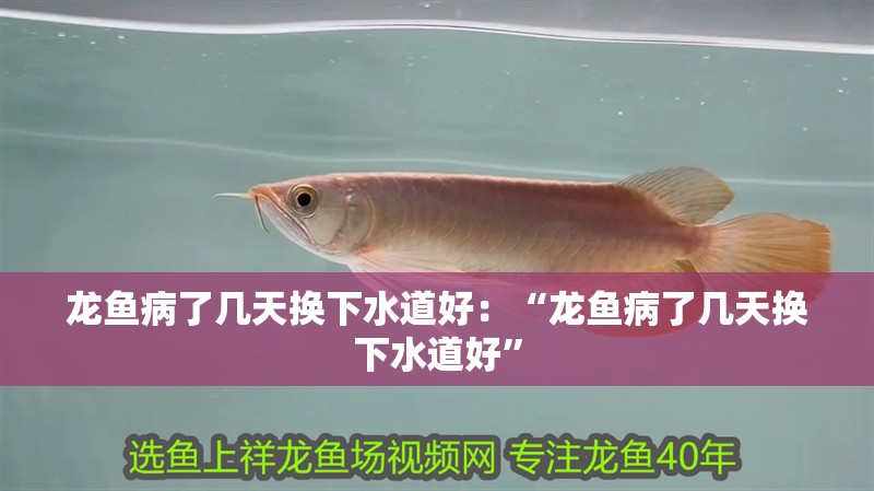 龍魚病了幾天換下水道好：“龍魚病了幾天換下水道好”
