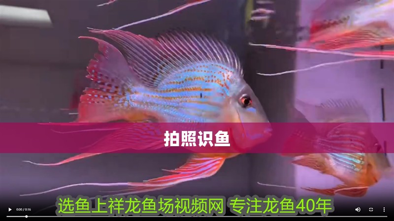 拍照識(shí)魚(yú)