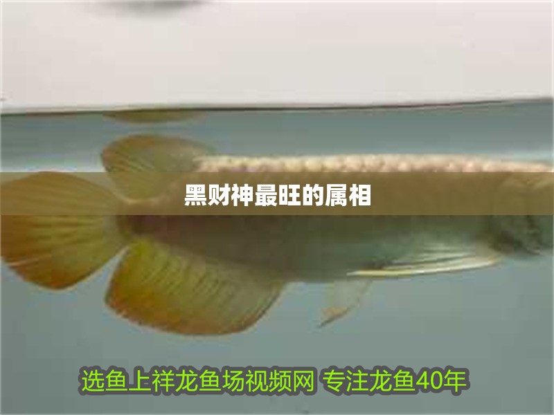 黑財(cái)神最旺的屬相 黑財(cái)神最旺的屬相 龍魚論壇