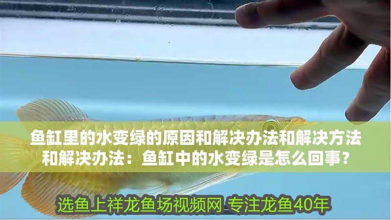 魚缸里的水變綠的原因和解決辦法和解決方法和解決辦法：魚缸中的水變綠是怎么回事？