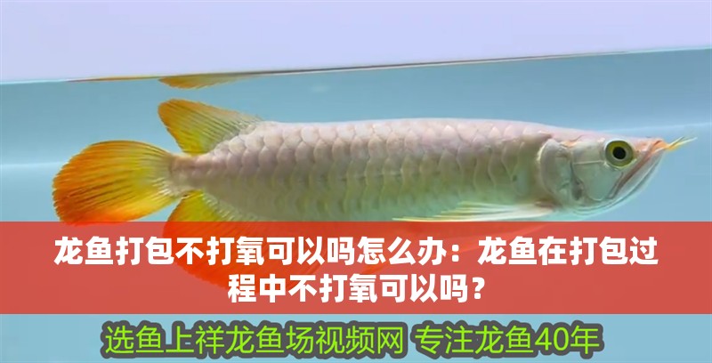 龍魚打包不打氧可以嗎怎么辦：龍魚在打包過程中不打氧可以嗎？