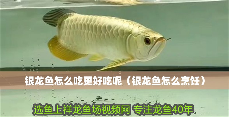 銀龍魚怎么吃更好吃呢（銀龍魚怎么烹飪）