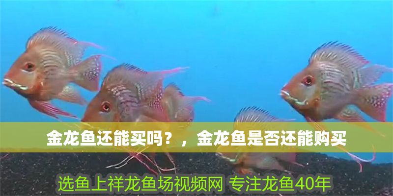 金龍魚還能買嗎？，金龍魚是否還能購(gòu)買
