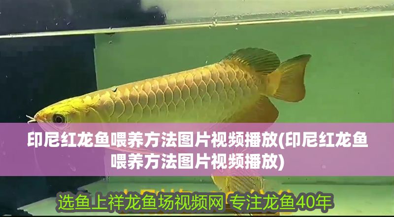 印尼紅龍魚喂養方法圖片視頻播放(印尼紅龍魚喂養方法圖片視頻播放)