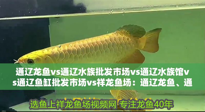 通遼龍魚vs通遼水族批發(fā)市場vs通遼水族館vs通遼魚缸批發(fā)市場vs祥龍魚場：通遼龍魚、通遼水族批發(fā)市場、祥龍魚場價(jià)格對(duì)比