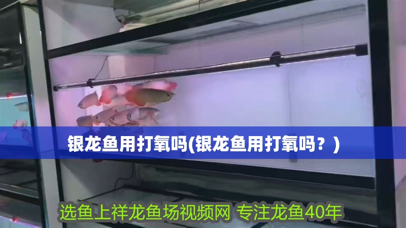銀龍魚用打氧嗎(銀龍魚用打氧嗎？)