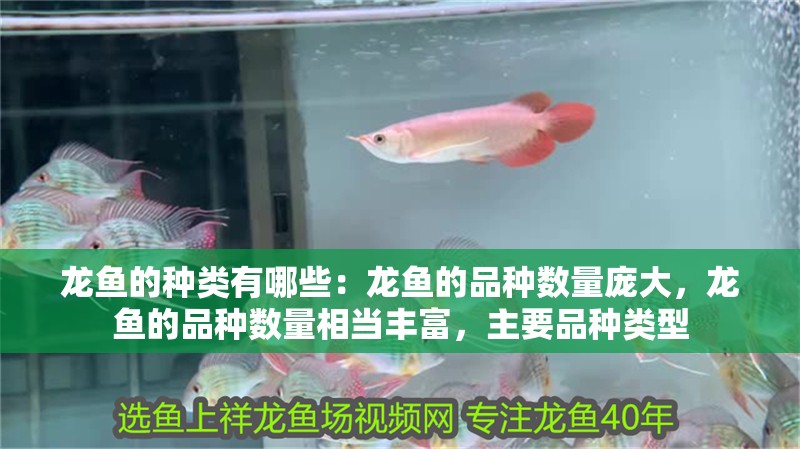 龍魚的種類有哪些：龍魚的品種數量龐大，龍魚的品種數量相當豐富，主要品種類型