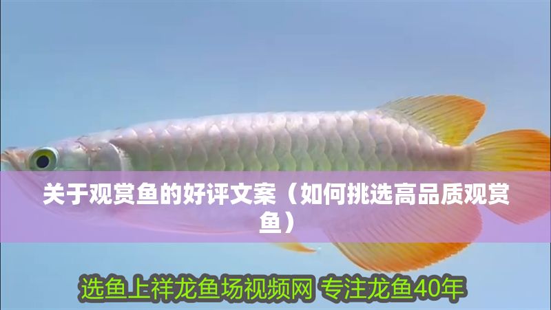 關(guān)于觀賞魚的好評文案（如何挑選高品質(zhì)觀賞魚）