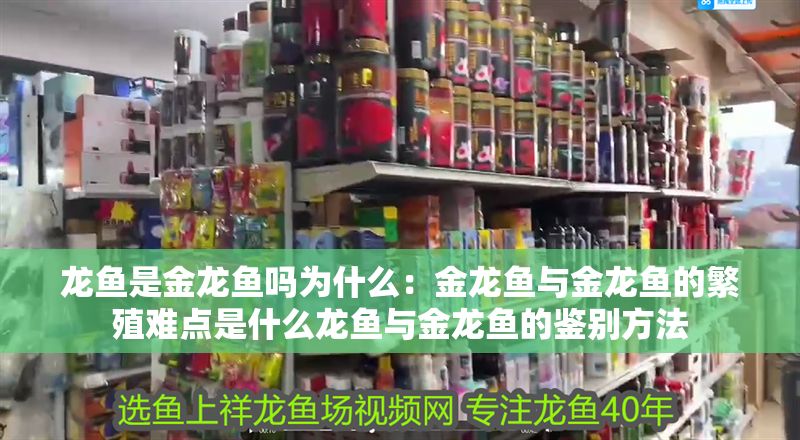 龍魚是金龍魚嗎為什么：金龍魚與金龍魚的繁殖難點(diǎn)是什么龍魚與金龍魚的鑒別方法