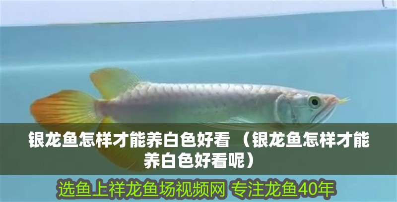 魚缸過濾器選購指南:自制魚缸過濾器魚缸上置過濾器對于養魚愛好者的必備知識 銀龍魚怎樣才能養白色好看 (銀龍魚怎樣才能養白色好看呢) 銀龍魚百科 銀龍魚怎樣才能養白色好看 (銀龍魚怎樣才能養白色好看呢) 銀龍魚怎樣才能養白色好看 (銀龍魚怎樣才能養白色好看呢) 銀龍魚百科